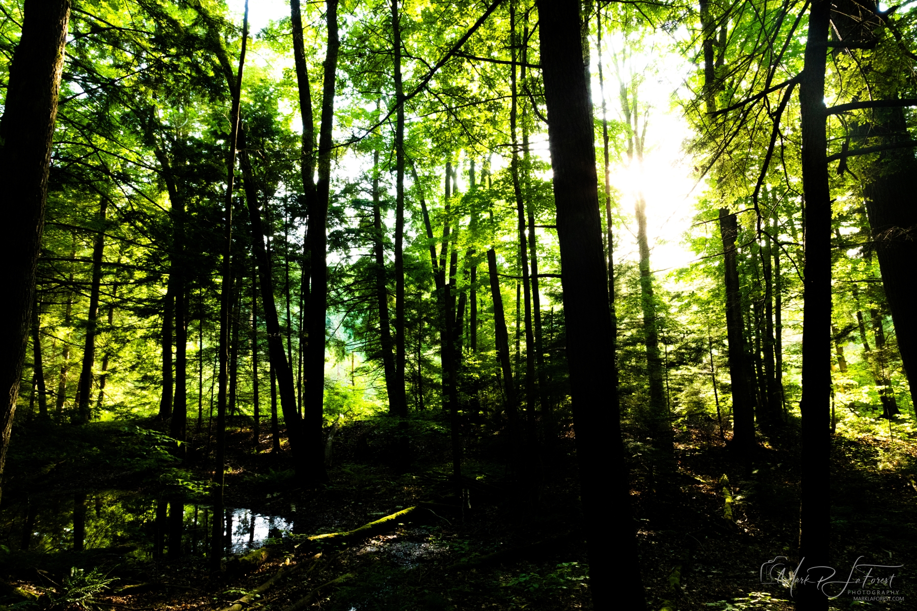 Belden Falls, Middlebury, Vermont